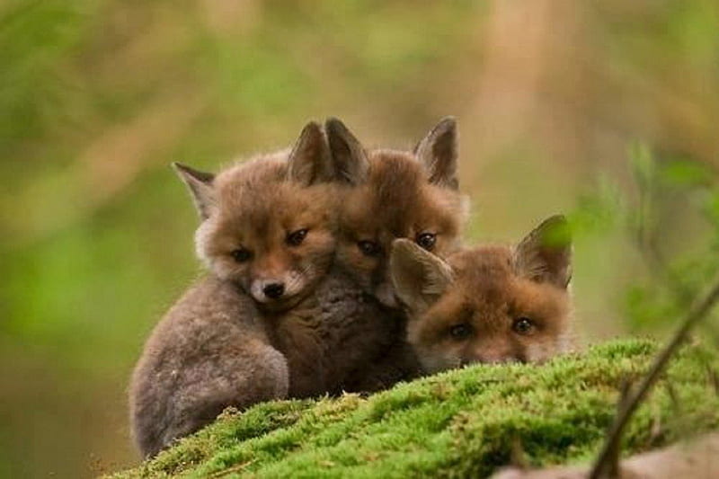 Foxy Babies, kit, woods, foxes, babies, nature, animals, HD wallpaper