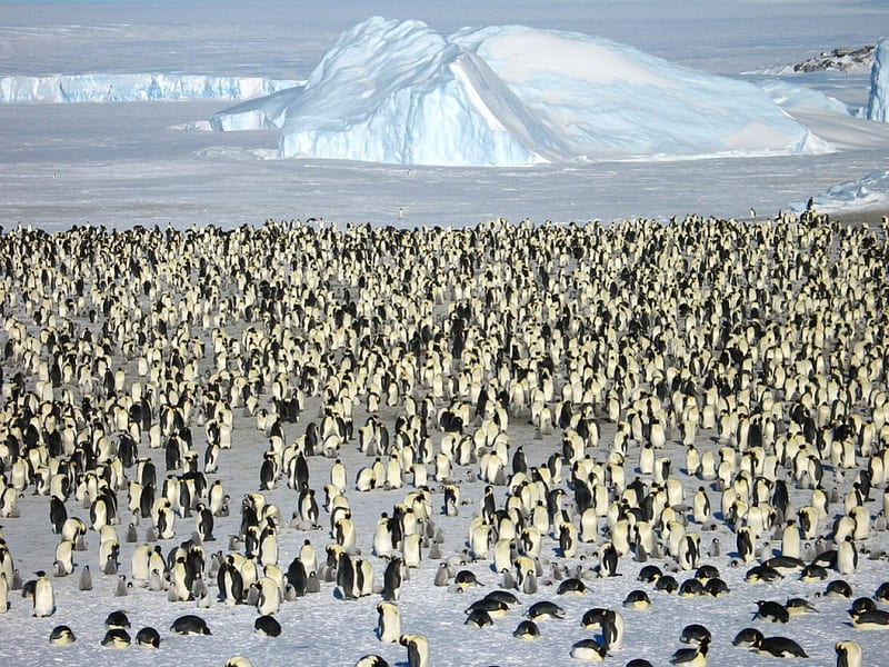 Penguin City., penguins, with, countless, their, HD wallpaper