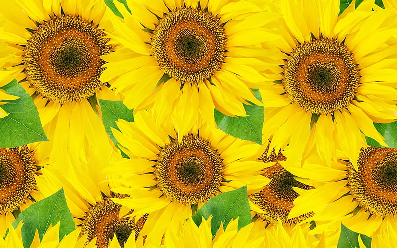 SUNFLOWERS, COLORS, COLLAGE, PETALS, FLOWERS, HD wallpaper | Peakpx