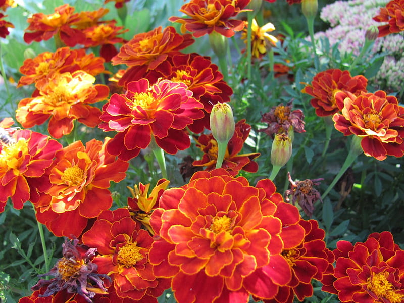 *** Marigold Flowers ***, kwiaty, czerwone, nagietki, nature, HD wallpaper