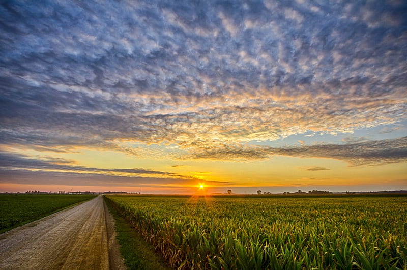 Indiana-Cornfield-Sunset, road side view, sunset, blue sky, cornfield, HD wallpaper