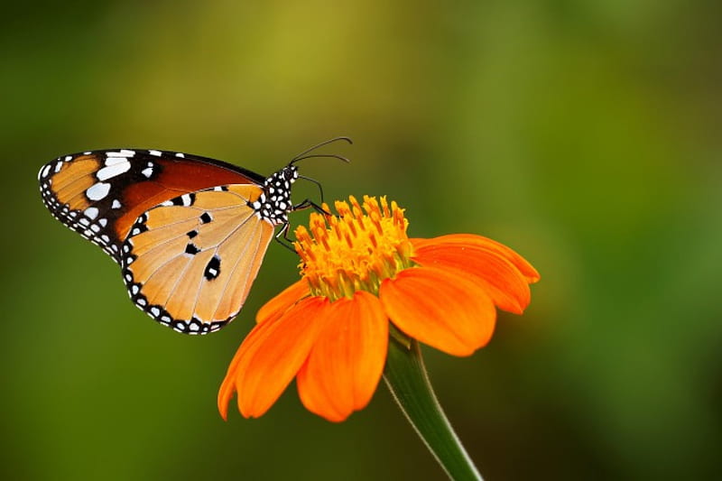 Beautiful butterfly ***, butterfly, flower, orange color, animals, animal,  HD wallpaper | Peakpx