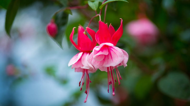 Fuchsia, flowers, beauty, nature, buds, pink, HD wallpaper