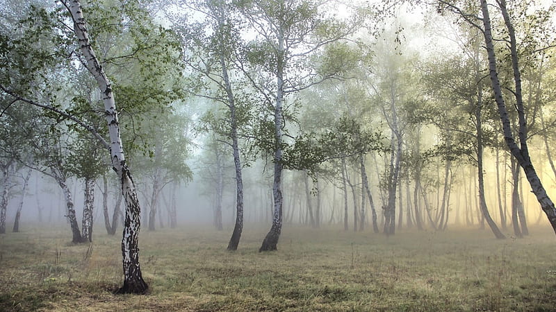 mist in a birch forest, forest, grass, birch, white, mist, HD wallpaper