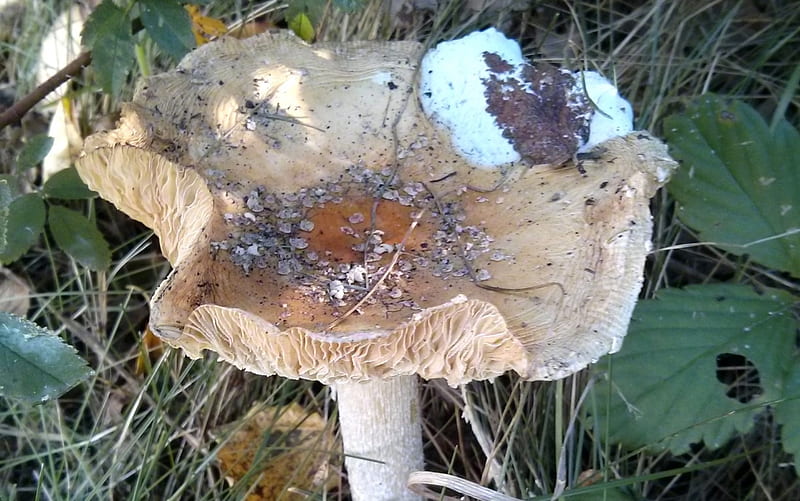 Look What I Found, fungus, autumn, fungi, mushroom, cape cod, provincetown, HD wallpaper