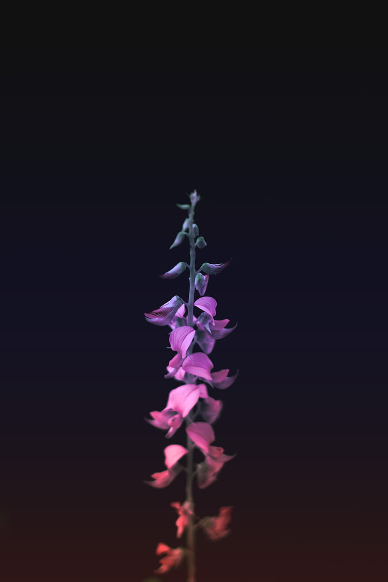 selective focus graphy of purple petaled flower, HD phone wallpaper