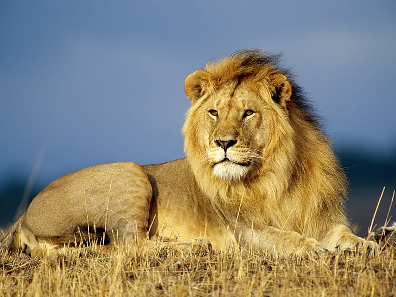 African lion, wild, wildlife, lion, animal, africa, HD wallpaper | Peakpx