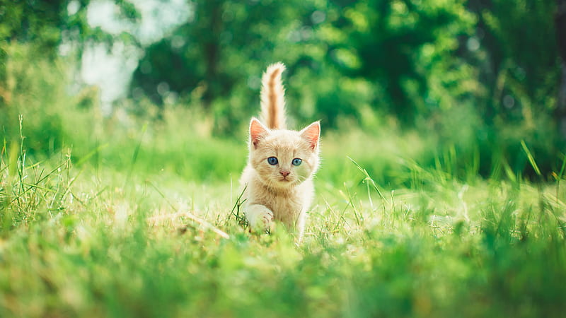 Light Brown Cat Kitten Is Walking On Green Grass In Blur Green Leaves Trees Background Kitten, HD wallpaper