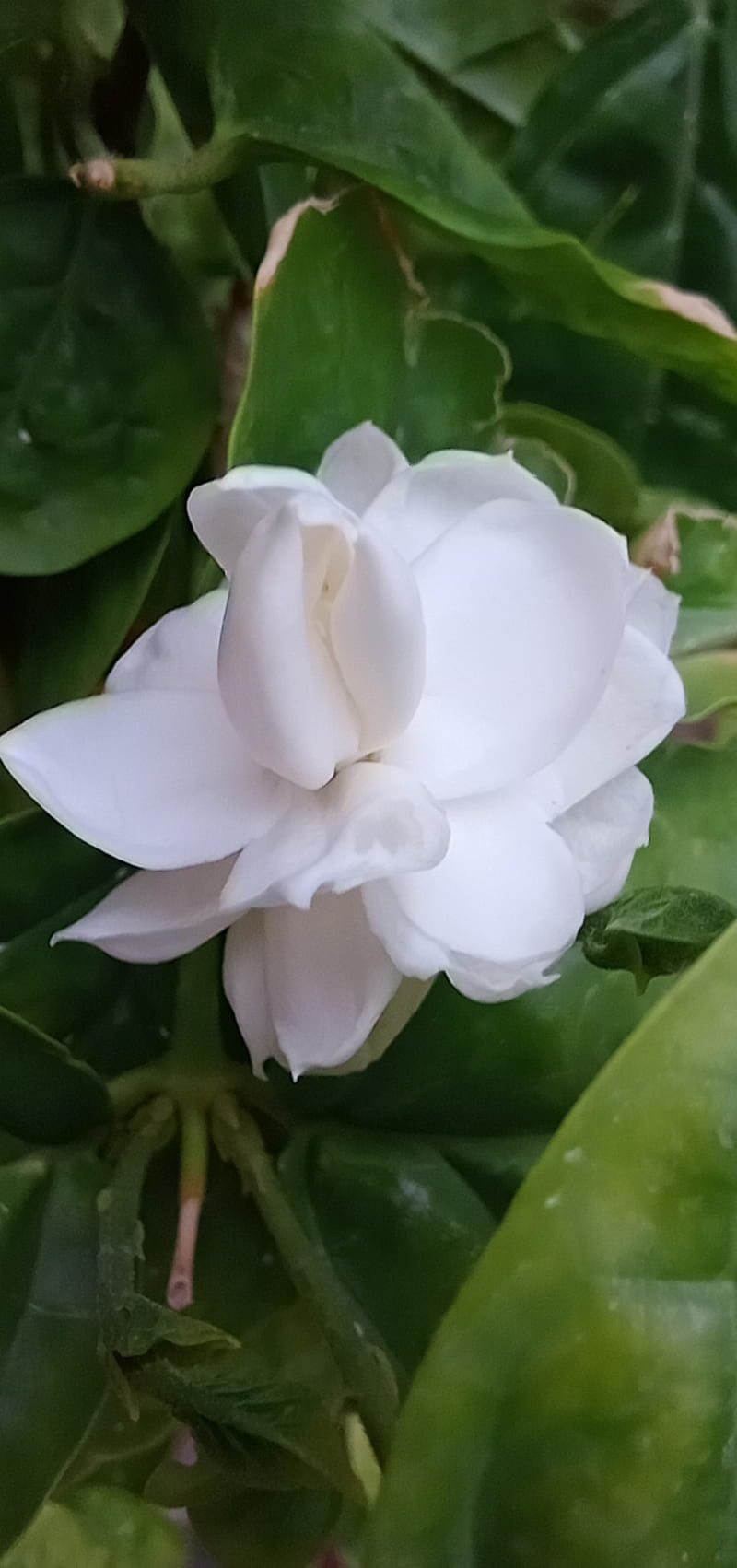 jasmine flower wallpaper