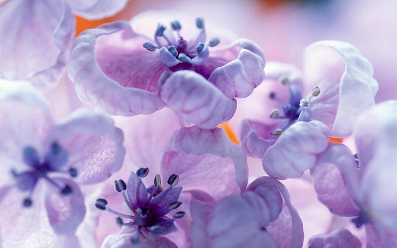 lilac flowers close up-spring flowers, HD wallpaper