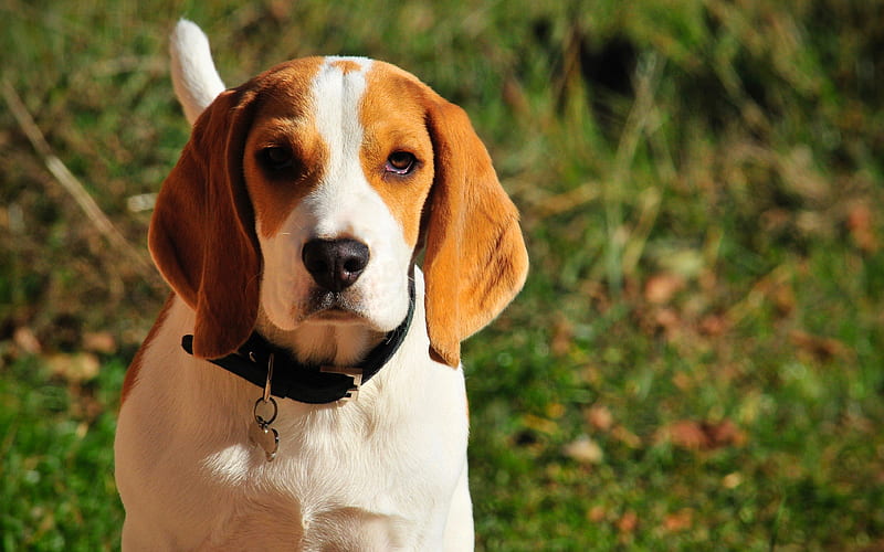 Beagle Dog close-up, lawn, pets, dogs, cute animals, Beagle, HD wallpaper
