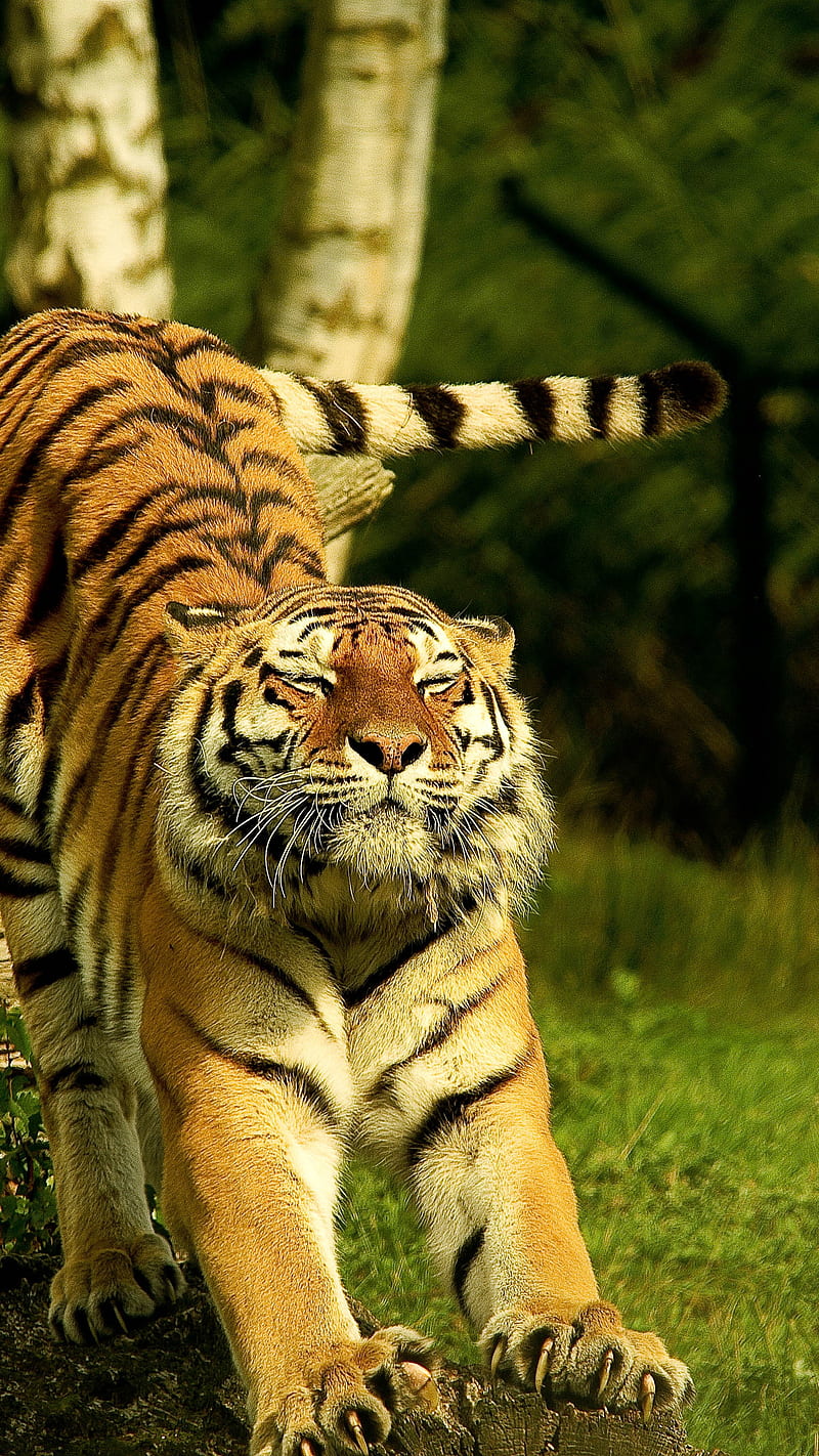 Tiger yawning , animal, big cat, HD phone wallpaper