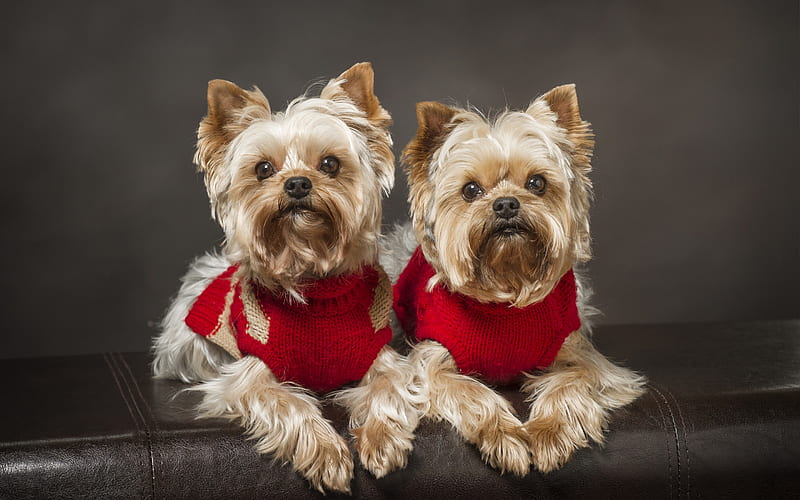 Yorkshire terrier, small cute dogs, pets, red sweaters for dogs, terriers, dogs, HD wallpaper