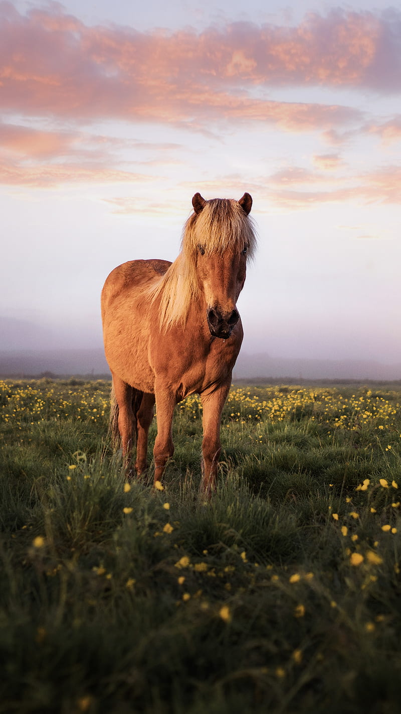 Horse graphy , bonito, cute, iceland, sunset, wildflowers, wildlife, HD phone wallpaper