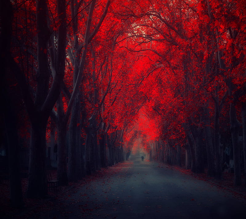 red road, autumn, dark, leaves, path, red, road, trees, HD wallpaper