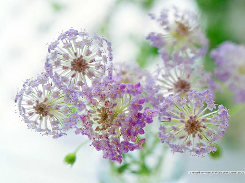 Flores de encaje, flores, blancas, moradas, Fondo de pantalla HD | Peakpx