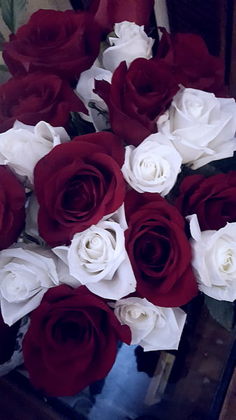Roses, flowers, red, rose, HD phone wallpaper