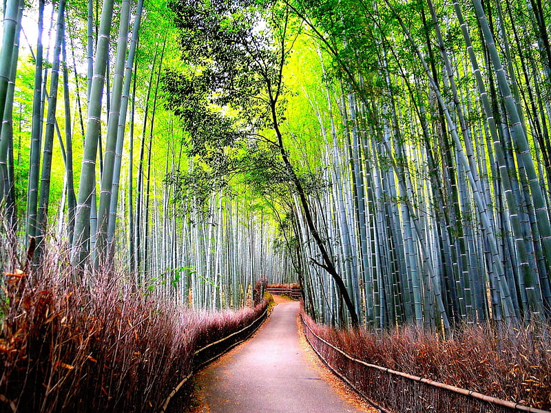 Bamboo Forest Path, bamboo forest, forest path, nature, forests, HD wallpaper