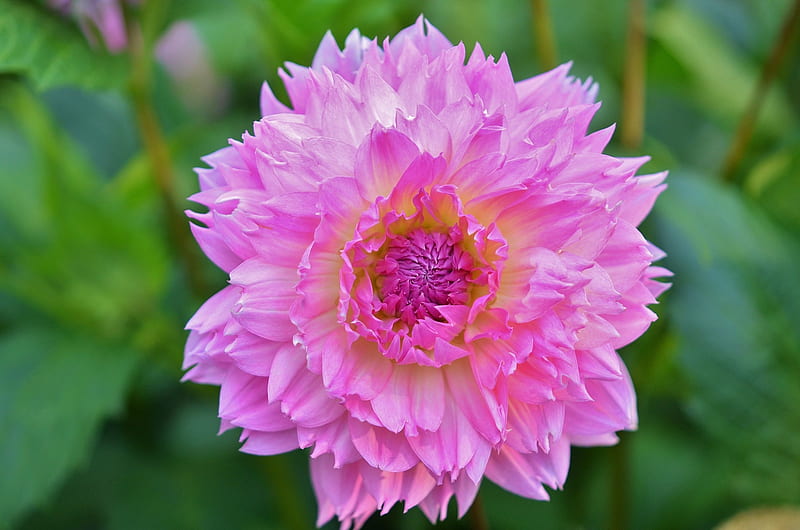 Dahlia, vara, sumemr, green, flower, pink, HD wallpaper | Peakpx