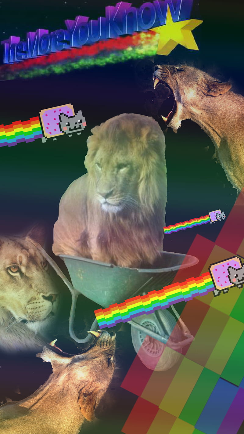 The more you know, 2017, cats, lions, memes, nyan cat, rainbows, the more you, HD phone wallpaper