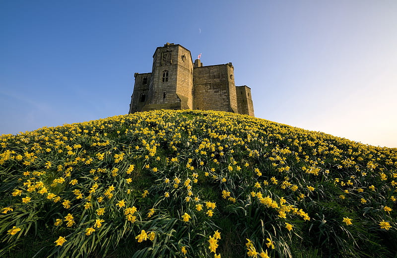 Castles, Castle, England, Narcissus, HD wallpaper