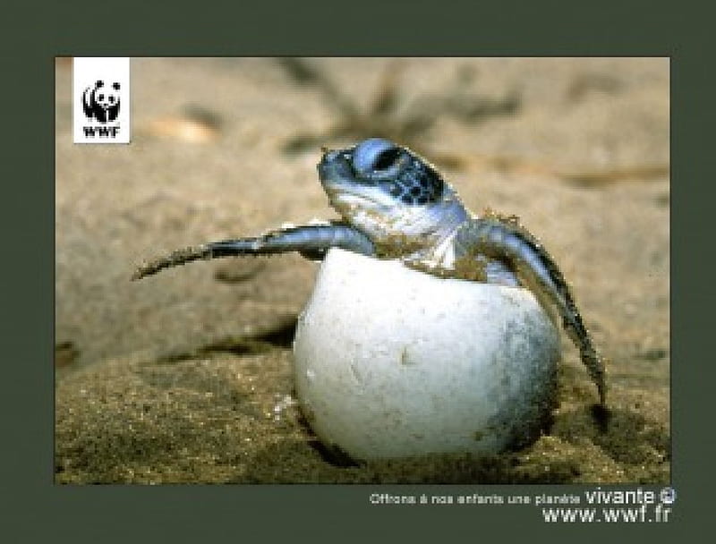 WWF wildlife protection, wwf, turtles, sea turtles, ocean, protection, turtle, baby, animal, sea, sea turtle, wildlife, tortue, animals, HD wallpaper