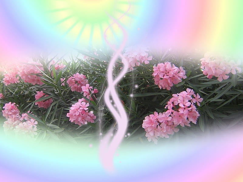 SPRING, sun, streamers, flowers, pink, HD wallpaper