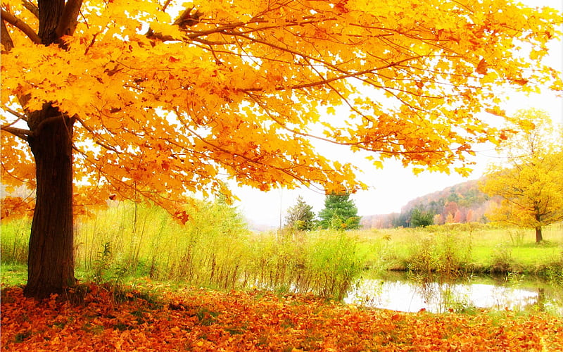 heavenly-Autumn landscape, HD wallpaper
