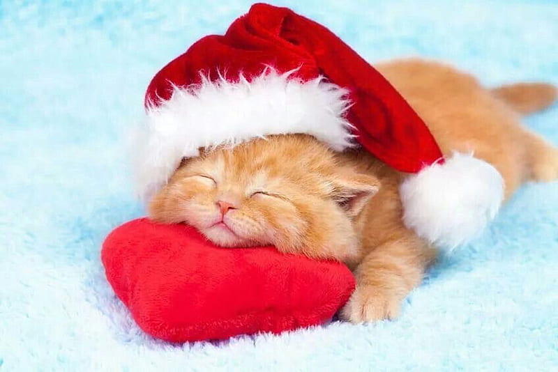 Christmas kitten, pillow, sleep, craciun, christmas, ginger, cat, animal, sweet, cute, heart, kitten, pisica, HD wallpaper