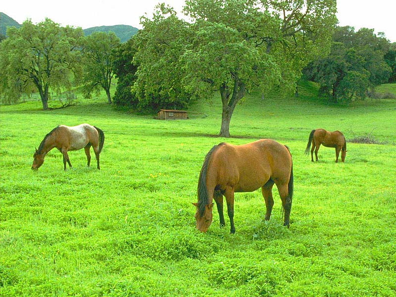 Cavalos na fazenda, horses, HD wallpaper
