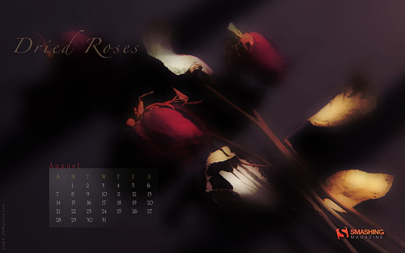 2011-august Dried Roses, HD wallpaper