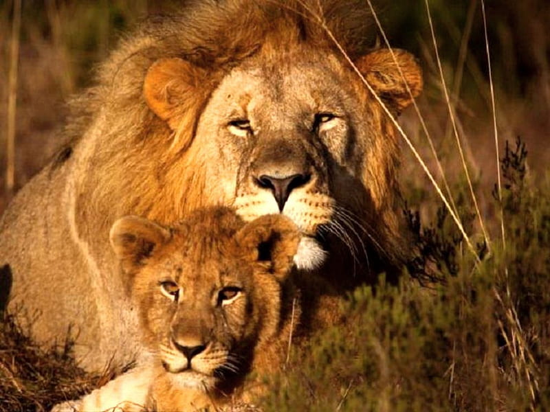 King and the Prince, male, mane, Africa, cub, son, father, lions, HD wallpaper