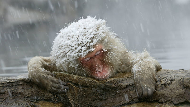 Snow Covered Primate Japanese Macaque Monkey Animals, HD wallpaper
