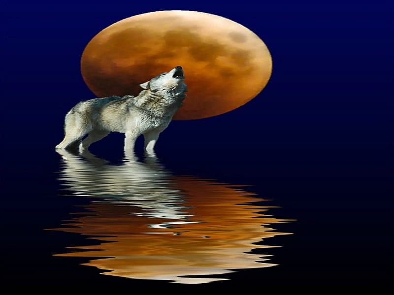 WOLF MOON, moon, wolf, howl, reflection, HD wallpaper