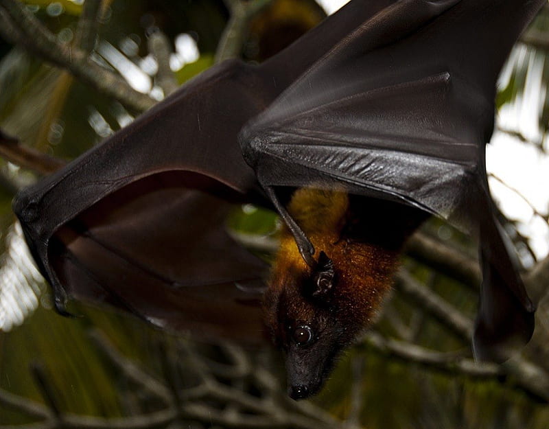 Giant Fruit Bat, Bat, Bird, Fruit Bat, HD wallpaper