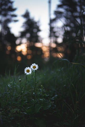 Hãy chiêm ngưỡng vẻ đẹp tuyệt vời của hoa cúc, những đóa hoa nhỏ bé, trắng xóa như tinh khôi, sẽ làm bạn nhớ đến những ngày xuân thơ ngây của mình.