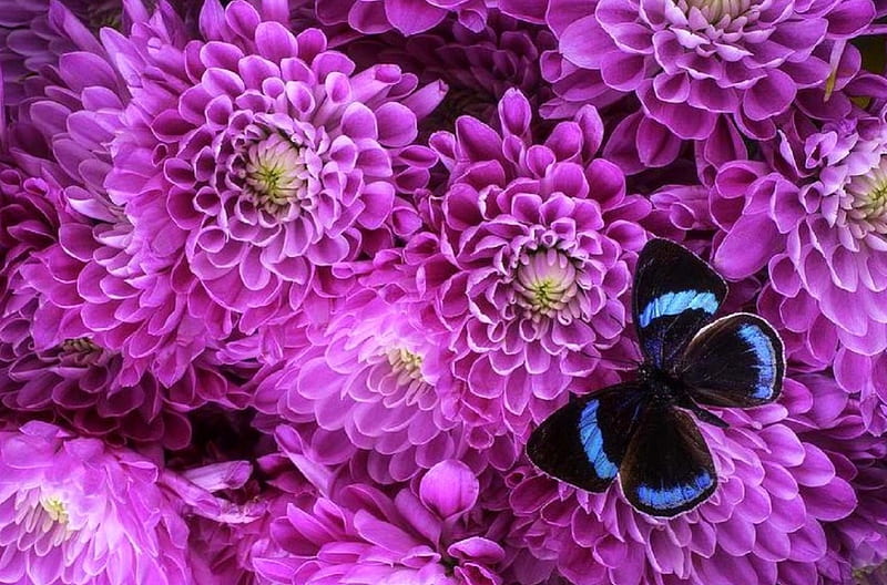 Pink Poms & Butterfly, lovely still life, butterfly, flowers, love four seasons, nature, poms, butterfly designs, pink, HD wallpaper
