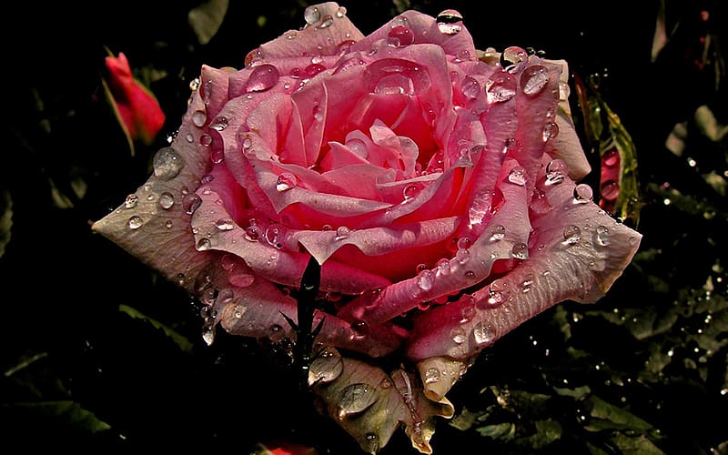 Flowers, Rose, Bud, Petal, Pink Flower, Pink Rose, Water Drop, HD wallpaper