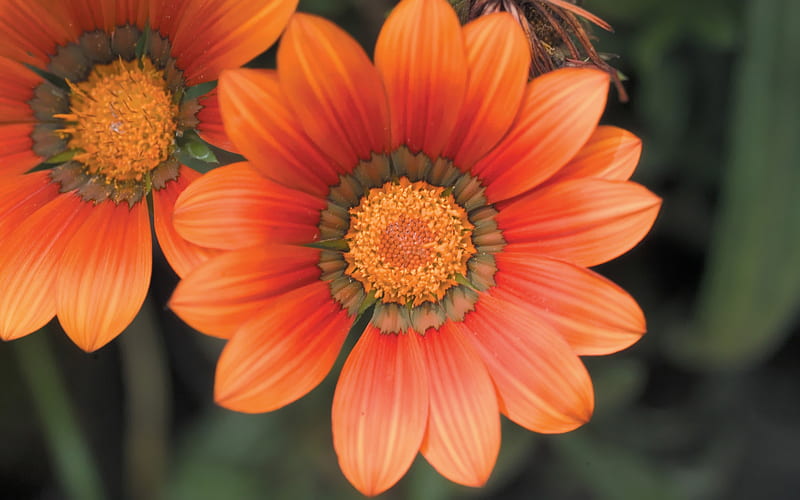 Orange Dahlia Flower, HD wallpaper