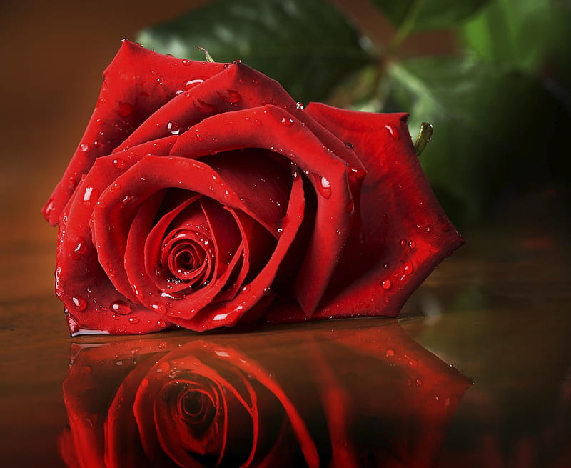 Rose, valentines day, with love, red roses, drops, roses, red rose, water,  flowers, HD wallpaper | Peakpx