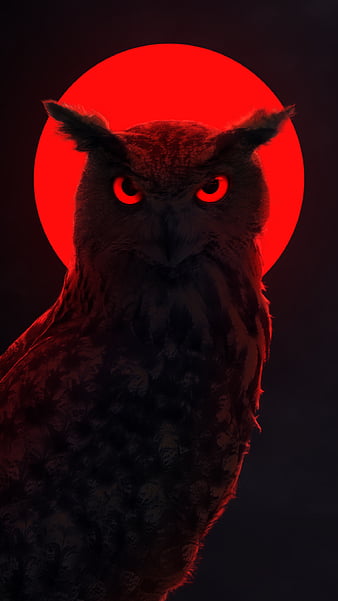 HD owl and moon wallpapers | Peakpx