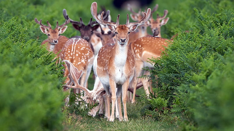 Deers, caprioara, horns, animal, cerb, brown, deer, HD wallpaper