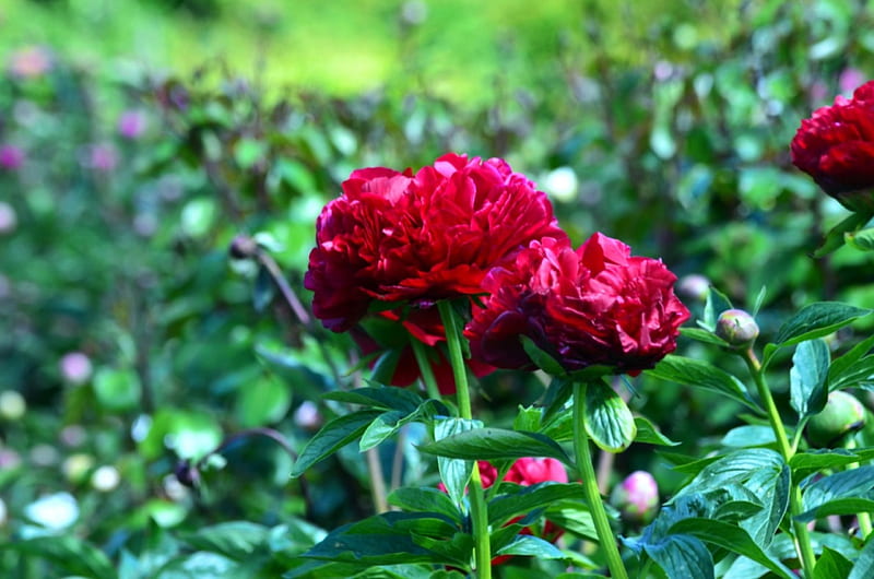 Peony, red, petals, leaves, spring, HD wallpaper
