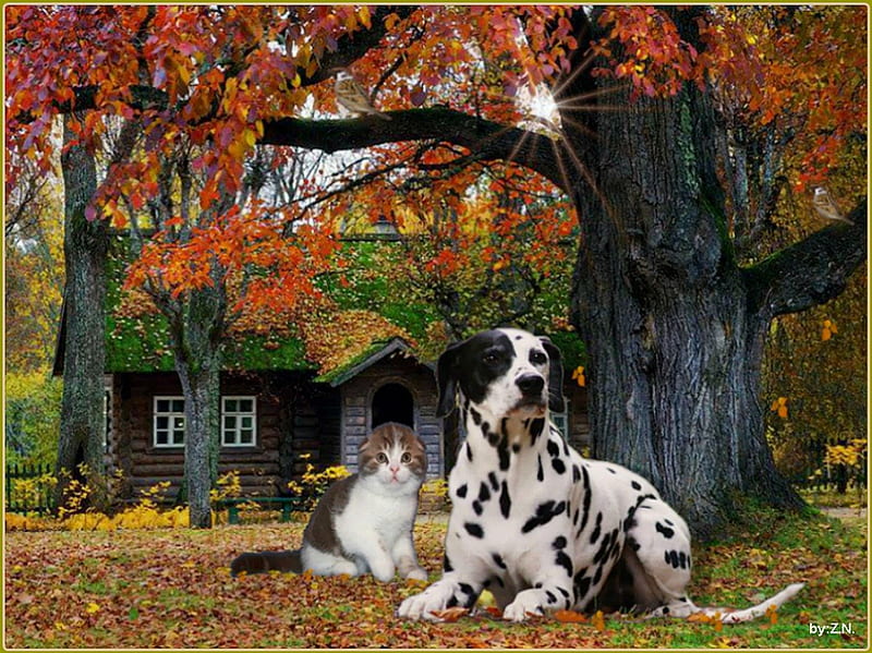 dog and cat,autumn, home, autumn, cat, dog, HD wallpaper