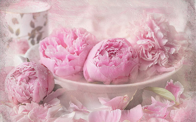 pink peonies, pink, peonies, still life, graphy, beauty, soft, HD wallpaper
