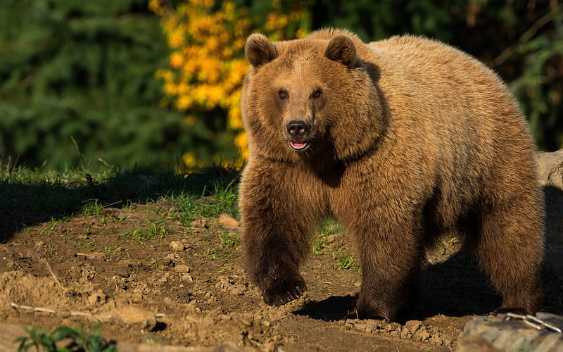 brown bear, predators, Russia, bears, wildlife, hunting, dangerous animals, HD wallpaper