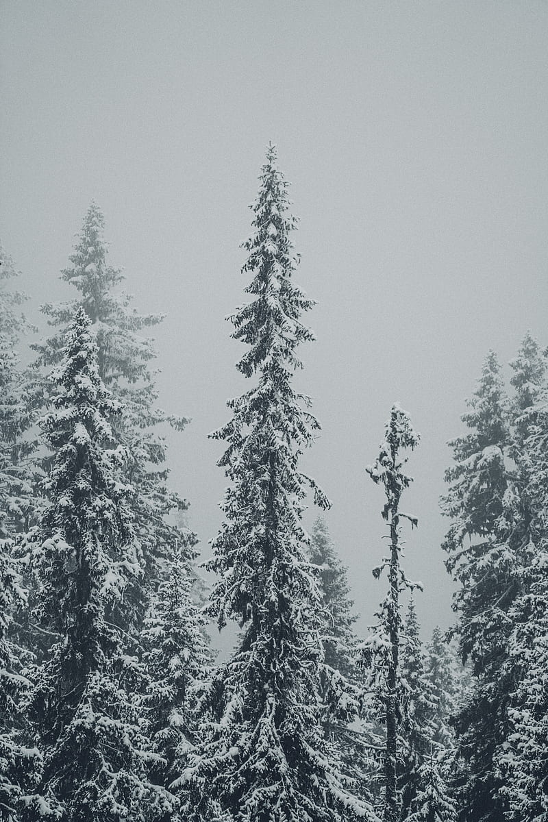 spruces, trees, snow, winter, blizzard, HD phone wallpaper