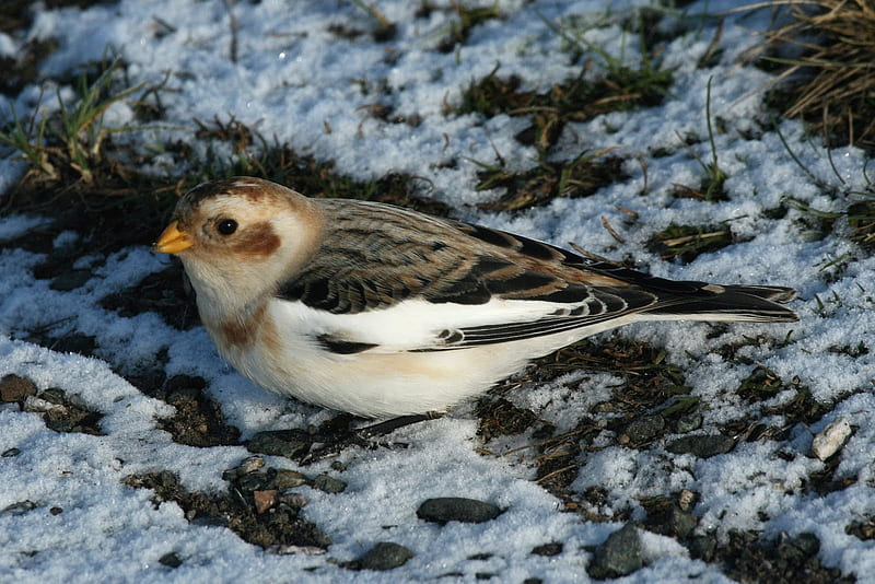 Snow Bunting, Finches, Nature, Buntings, Bird Species, HD wallpaper