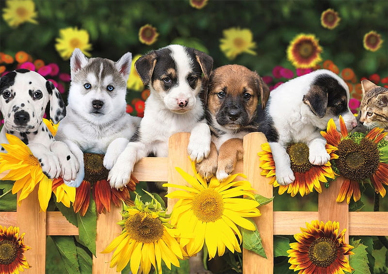 Puppies, fence, paw, caine, yellow, animal, cute, vara, garden, flower, summer, dog, puppy, HD wallpaper