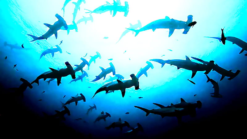 school of hammerhead sharks wallpaper